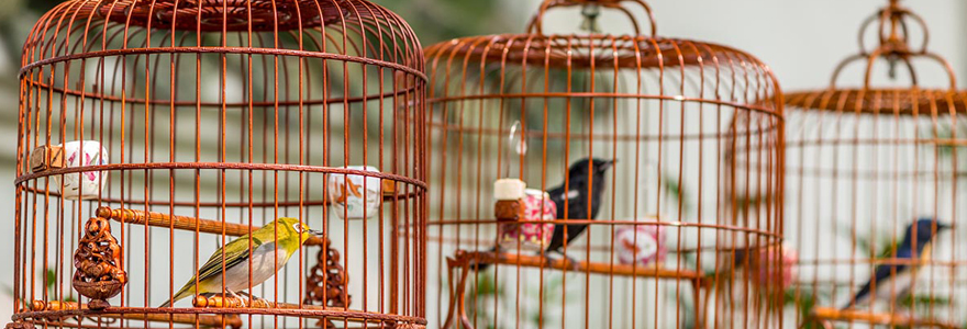 animaux de compagnie exotiques